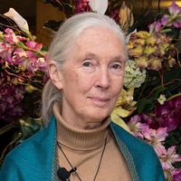 Jane Goodall