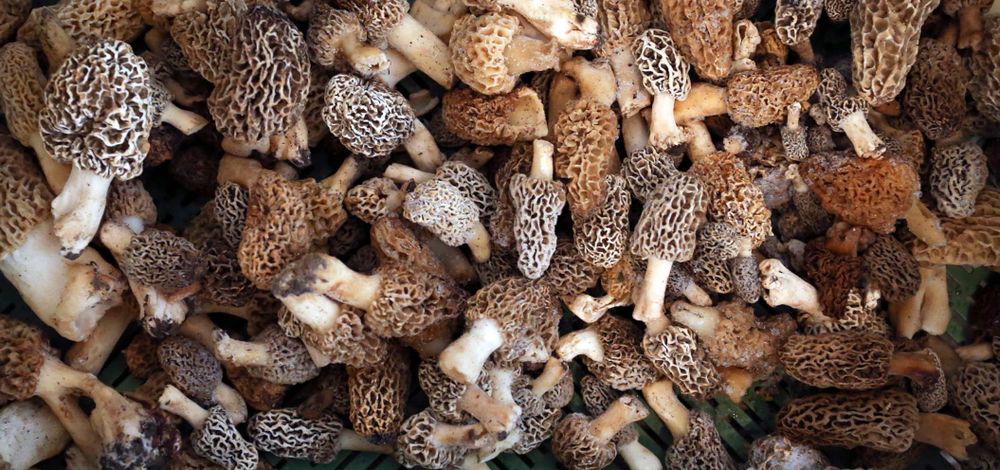 12 Ways With Morels